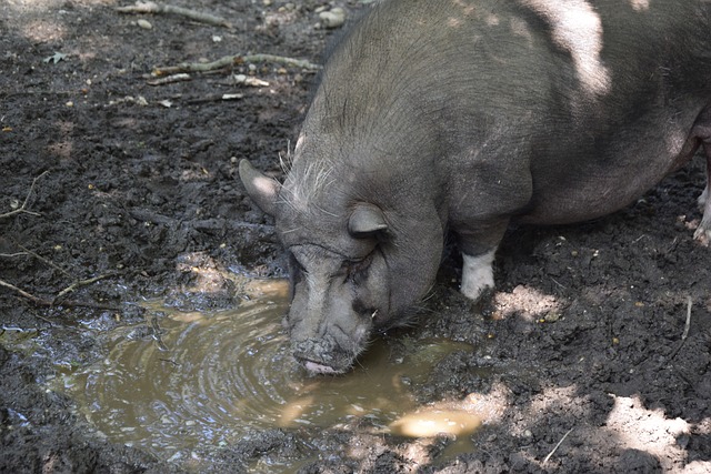 雷霆隊究竟 雷霆隊究竟